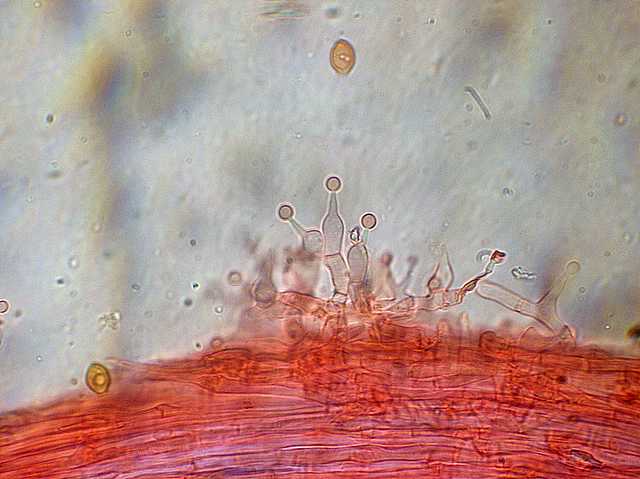 Una strana entita'' (Conocybe sp.)